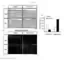 Fig. 09 - Composition for treating inflammatory disease induced by hyperimmune response