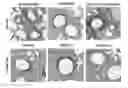 Fig. 01 - Microbial consortium and uses thereof