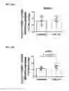 Fig. 30 - Microbial consortium and uses thereof