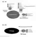 Fig. 32 - Microbial consortium and uses thereof