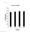 Fig. 07 - Composition for prevention, alleviation or treatment of precocious puberty containing extract of coicis semen and artemisia capillaris as active ingredient