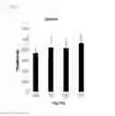 Fig. 09 - Composition for prevention, alleviation or treatment of precocious puberty containing extract of coicis semen and artemisia capillaris as active ingredient
