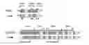 Fig. 01 - Polypeptides comprising vinculin binding sites for the treatment of proliferation and/or adhesion related diseases