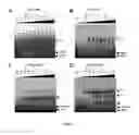 Fig. 03 - Polypeptides comprising vinculin binding sites for the treatment of proliferation and/or adhesion related diseases