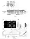 Fig. 04 - Polypeptides comprising vinculin binding sites for the treatment of proliferation and/or adhesion related diseases