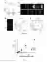 Fig. 05 - Polypeptides comprising vinculin binding sites for the treatment of proliferation and/or adhesion related diseases