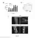 Fig. 22 - Polypeptides comprising vinculin binding sites for the treatment of proliferation and/or adhesion related diseases