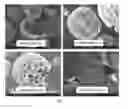 Fig. 17 - Pharmaceutical compositions of water soluble peptides with poor solubility in isotonic conditions and methods for their use