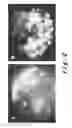 Fig. 03 - Use of a cyclic tripeptide for improving cellular energy metabolism