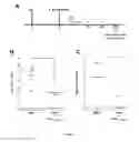 Fig. 04 - Methods and pharmaceutical compositions for the treatment of bacterial superinfections post-influenza