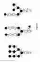 Fig. 08 - MODIFIED IDURONATE 2-SULFATASE AND PRODUCTION THEREOF