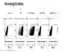 Fig. 01 - IMMUNOGENIC GLYCOPEPTIDE COMPOUNDS, PHARMACEUTICAL COMPOSITIONS AND USES THEREOF