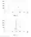 Fig. 03 - Core constructs and their uses in configuring pharmaceutical molecules