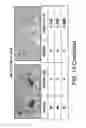 Fig. 33 - Motor neuron-specific expression vectors