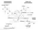 Fig. 01 - Method effective to modulate expression of T-box protein 4 (Tbx4) for reducing progression of lung fibrosis after a lung injury
