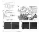 Fig. 28 - Method effective to modulate expression of T-box protein 4 (Tbx4) for reducing progression of lung fibrosis after a lung injury