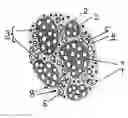 Fig. 01 - Composition for bone regeneration