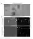 Fig. 09 - INJECTABLE MACROPOROUS HYDROGELS