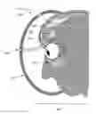 Fig. 01 - METHOD AND APPARATUS FOR RAPID ASSESSMENT AND TREATMENT OF TRAUMATIC BRAIN INJURY