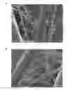 Fig. 01 - FILTER MEDIA COMPRISING CELLULOSE FILAMENTS