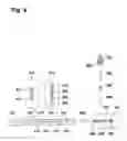 Fig. 07 - Determining a quantity of an analyte in a blood sample