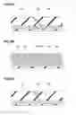 Fig. 09 - Pneumatic tire and method for manufacturing the same