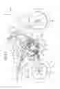 Fig. 02 - Vehicle headlight with a plurality of inner non spherical lenses transmitting light from a high beam and a low beam light source