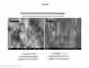 Fig. 41 - A CONTROLLED PROCESS FOR PRECIPITATING POLYMORPHS OF CALCIUM CARBONATE