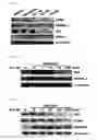 Fig. 06 - Thiourea derivatives as activators of RORα and pharmaceutical composition containing same