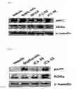 Fig. 07 - Thiourea derivatives as activators of RORα and pharmaceutical composition containing same