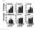 Fig. 08 - Thiourea derivatives as activators of RORα and pharmaceutical composition containing same