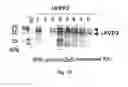 Fig. 08 - Vaccine antigen with increased immunogenicity
