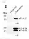 Fig. 06 - Polypeptides, nucleic acids and uses thereof