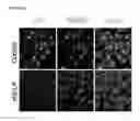 Fig. 07 - Polypeptides, nucleic acids and uses thereof