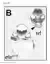 Fig. 32 - Polypeptides, nucleic acids and uses thereof