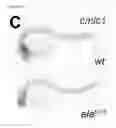 Fig. 33 - Polypeptides, nucleic acids and uses thereof