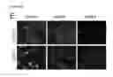 Fig. 41 - Polypeptides, nucleic acids and uses thereof