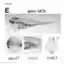 Fig. 47 - Polypeptides, nucleic acids and uses thereof