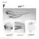 Fig. 48 - Polypeptides, nucleic acids and uses thereof