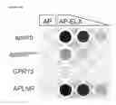 Fig. 50 - Polypeptides, nucleic acids and uses thereof