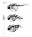 Fig. 71 - Polypeptides, nucleic acids and uses thereof