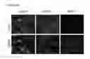 Fig. 75 - Polypeptides, nucleic acids and uses thereof
