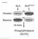 Fig. 83 - Polypeptides, nucleic acids and uses thereof