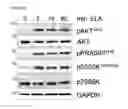 Fig. 85 - Polypeptides, nucleic acids and uses thereof
