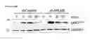 Fig. 90 - Polypeptides, nucleic acids and uses thereof