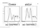 Fig. 96 - Polypeptides, nucleic acids and uses thereof