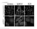 Fig. 99 - Polypeptides, nucleic acids and uses thereof