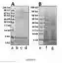 Fig. 06 - Biphasic single-chain insulin analogues