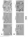 Fig. 06 - Consumable cryopreserved cells transiently overexpressing gene(s) encoding drug transporter protein(s) and/or drug metabolizing enzyme(s)