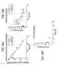 Fig. 35 - Method of treating cancer by administering multivalent fibronectin based scaffold domain proteins